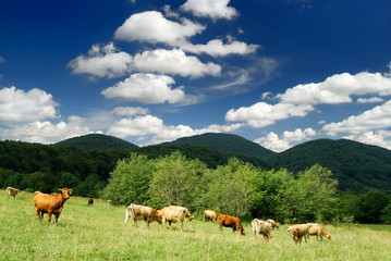 Fototapeta na wymiar Mountain milk cows on green field