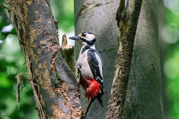 Great spotted woodpecker perching on the perforated bark. Black and white pecker (dendrocopos major) with scarlet red undertail on the tree in summer forest.