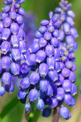 Grape Hyacinth