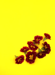 Floral pattern of red primula flowers on yellow background. Flat lay, top view. Floral background.