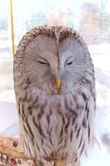 Ranch owl feeding