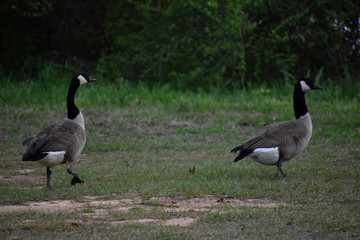 canadian geese walking through a field