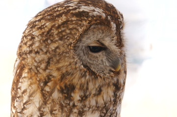 Ranch owl feeding