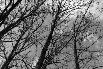 this is a capture in a black and white for a tree which act as a foreground silhouette to the sky and nature background