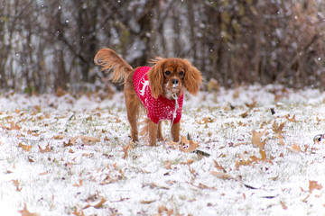 Dog Playing in Snow