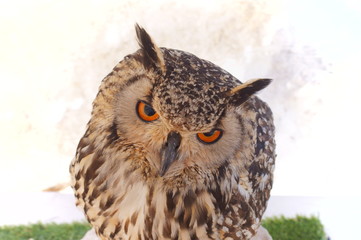 Ranch owl feeding