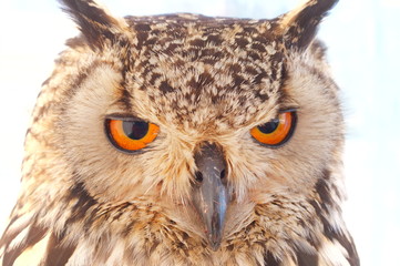 Ranch owl feeding