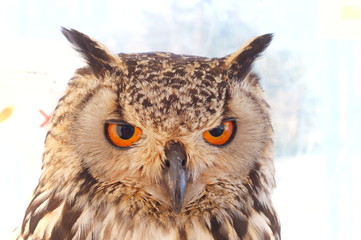 Ranch owl feeding