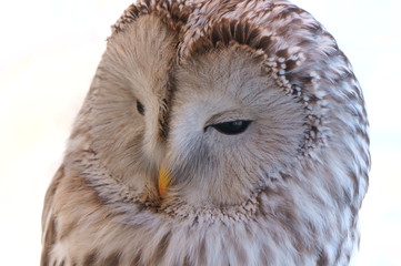 Ranch owl feeding