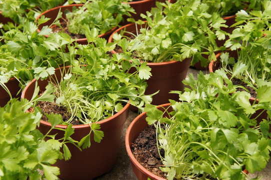 Apium graveolens or caleri grow in side small plastic containers.  Plant that cultivated as a vegetable and herb since antiquity. 