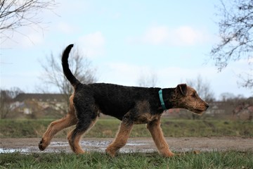 airdale terrier