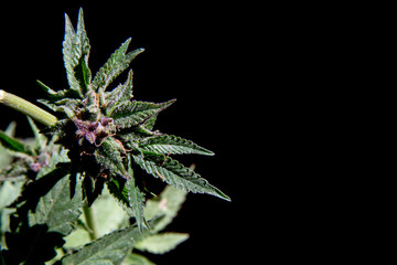 Cannabis Weed Plant Indica - Sativa in Garden Blooming Bud