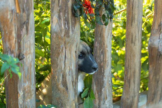 Cute Sad Little Puppy Trying To Escape From Behind Wooden Fence In Countryside Farm. Portrait Of Beautiful Several Month Old Dog Outdoor. Horizontal Color Photography.