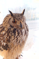Ranch owl feeding