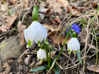 fiore
