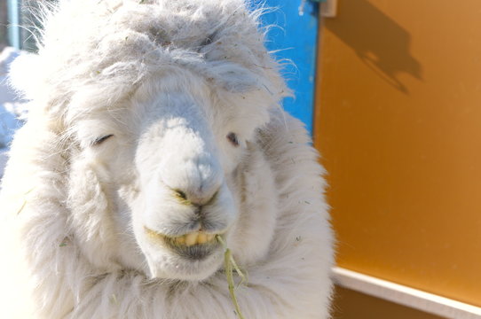 Ranch Alpaca Feeding