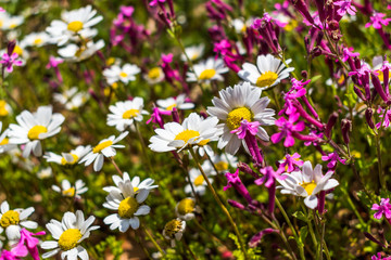 this is a capture for some  Margaret flower and u can see in the picture the lovely contrast between the green white and yellow colors 