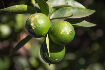 lemon tree flower