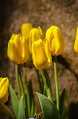 Obraz premium Yellow Tulips