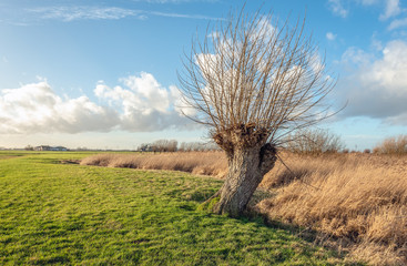 Pollard willow tree with leafless branches - obrazy, fototapety, plakaty