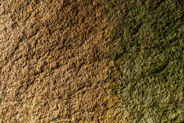Green moss, grunge texture, natural background