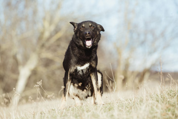Happy adopted black dog, adopt don't shop 