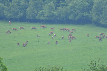 Flock of Deer stag  with growing antler grazing the grass 