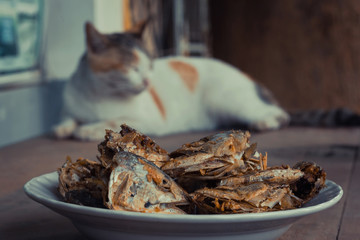 Sleeping cat watch deep Fried Fish Head. Selective focus on the