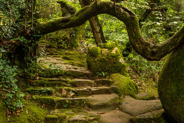 Beautiful staircase covered with moss in portuguese forest. Sintra mountains surrounded by green...