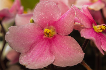 Fototapeta na wymiar Pink flower. Beautiful flower petals. The appearance of the plant is close