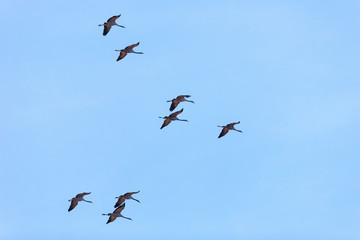 Fototapeta premium Common Cranes