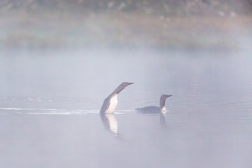 Red throated loon