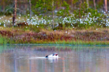 Red-throated Loon preening