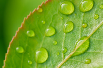 Beautiful leaf texture in nature.Dew drop in the morning on a green leaf with sunlight.Beautiful green leaf with drops of water..Big beautiful drops of transparent rainwater on green leaves.
