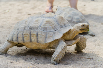 Tortue de terre dans le sable