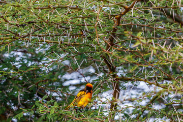 Village weaver sitting on a branch of a prickly bush and preening