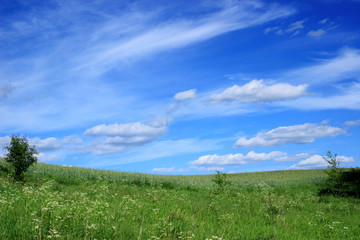 Fototapeta na wymiar Summer landscape. Green meadow and beautiful sky, a great place to relax.