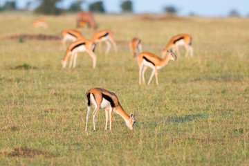 Thomson's gazelles grazing on the African savanna in Masai Mara, Kenya