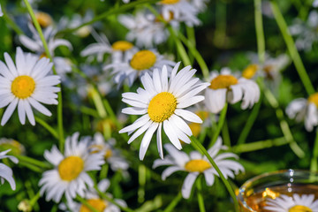 Fototapeta premium White, field chamomile, close-up.