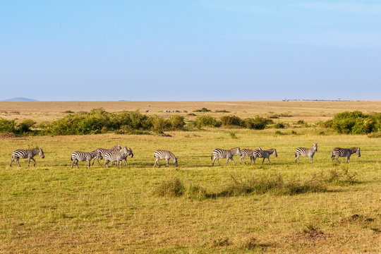 View of the African savannah landscape with walking Zebras