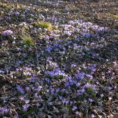 purple crocus blossom