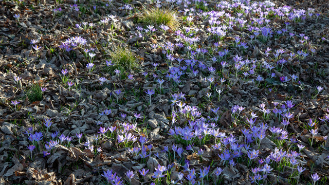 purple crocus blossom