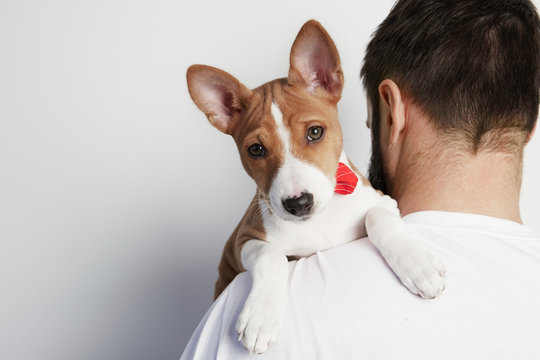 Handsome man snuggling and hugging his basenji puppy dog, close friendship against a white background