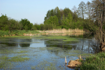 The lake is overgrown with young reeds.