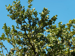 Buxus sempervirens - Couronne du buis commun sous un ciel bleu