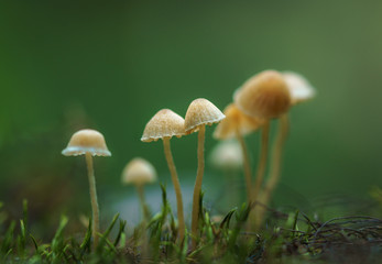 mushroom in grass