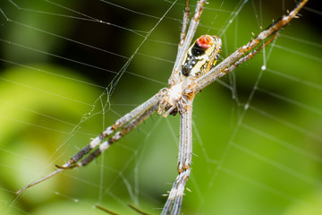 Close up of spider net web.