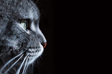 Close up view of beautiful cat's green eye and nose. Gray cat on dark background. Beautiful...