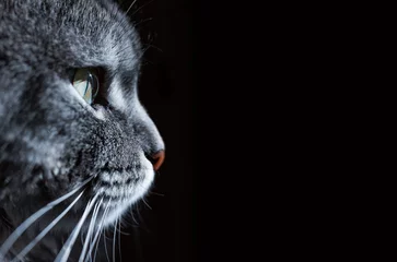 Fotobehang Close-up van het groene oog en de neus van de mooie kat. Grijze kat op donkere achtergrond. Mooie getextureerde vacht. Makro. Huisdieren concept. Dieren portret. © KDdesignphoto