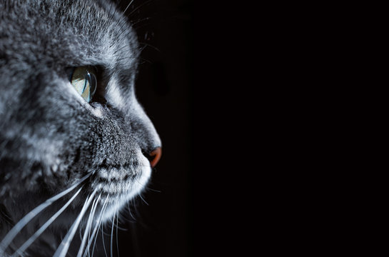 Close up view of beautiful cat's green eye and nose. Gray cat on dark background. Beautiful textured fur. Macro. Pets concept. Animal portrait.